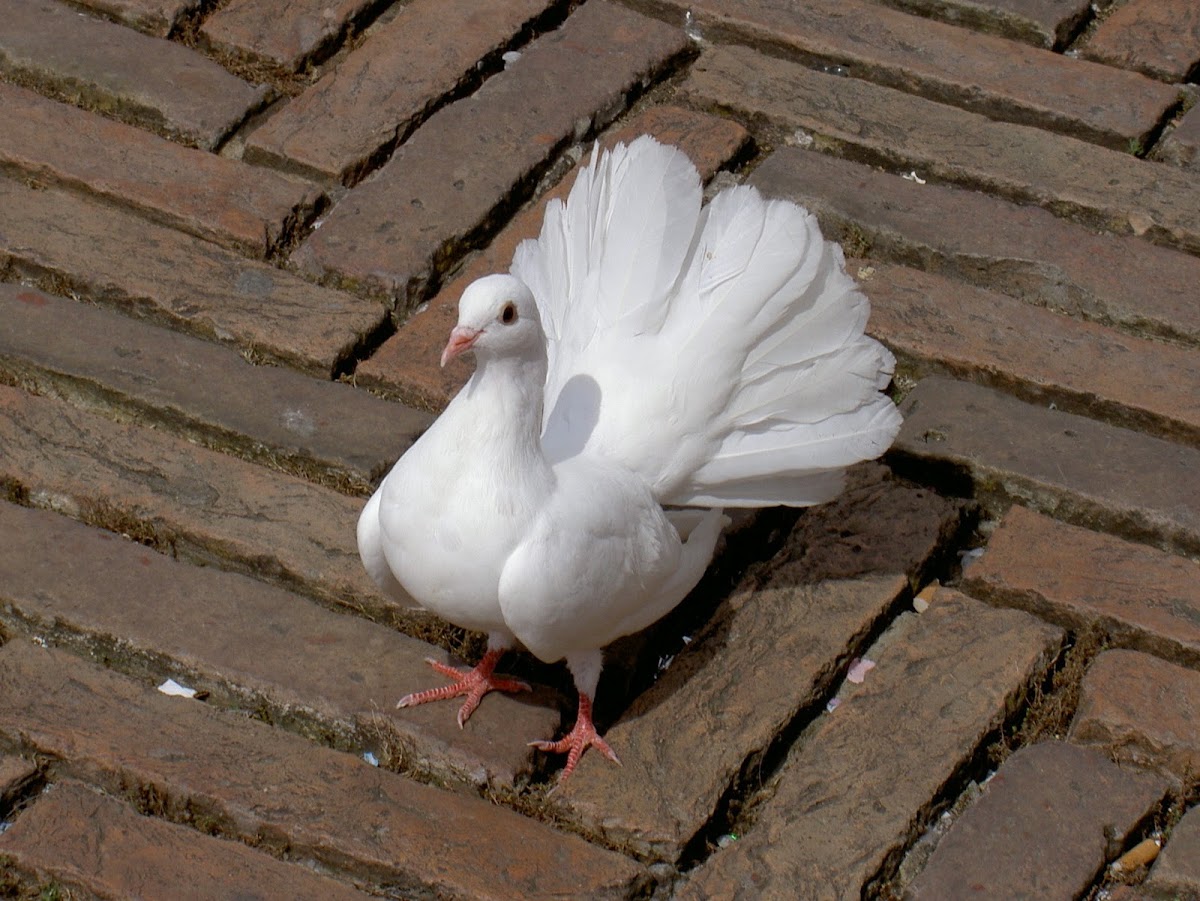 White Fantail Dove