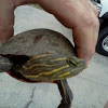 Redbelly turtle 