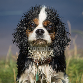 Kim by Tracey Dolan - Animals - Dogs Portraits