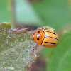 Leaf beetle