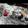 Ruby ball cactus or moon captus