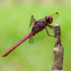 Common  Darter