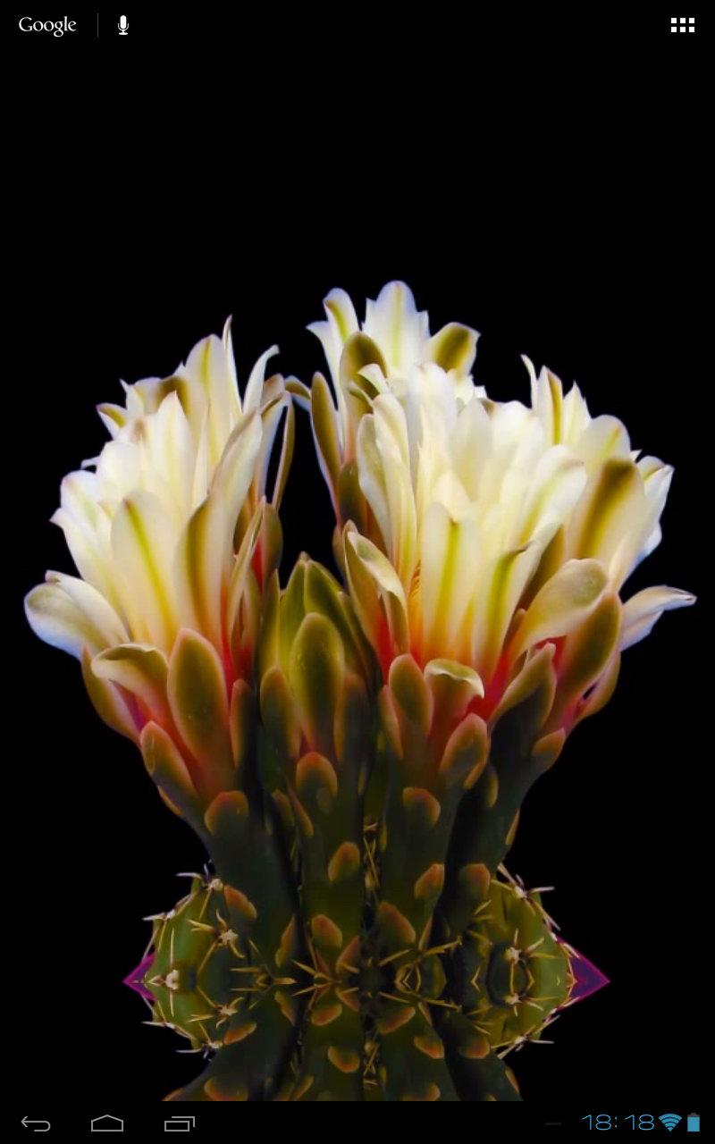 Blooming Flower Cactus Buds Screen 3