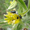 Blur Milkweed Beetle
