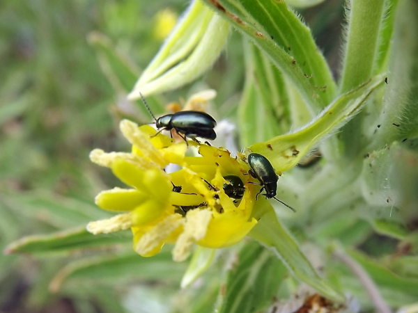Blur Milkweed Beetle