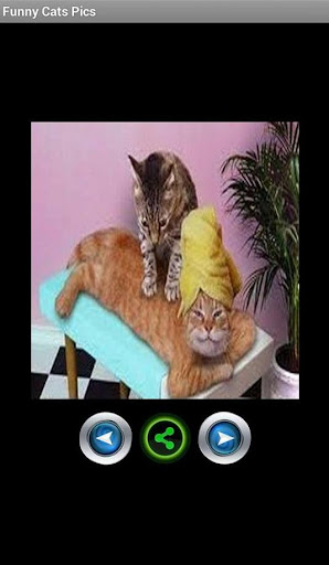 【免費娛樂App】Funny cat pictures-APP點子