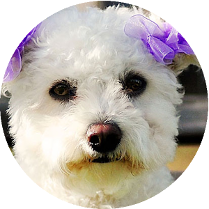 Poodle Wallpapers HD.apk 1.0