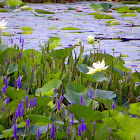 Lotus Lilies