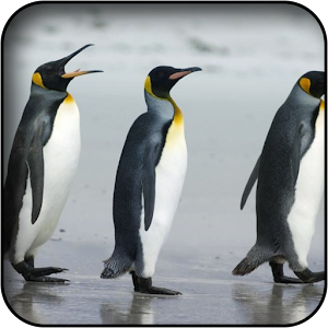 Penguin Wallpapers 5.0