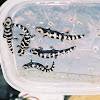 Marbled Salamander