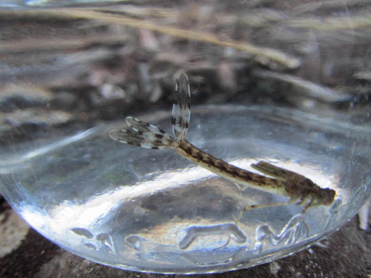 Small Emerald Damselfly larvae