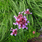 Purple-top Vervain