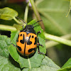 Milkweed leaf beetle