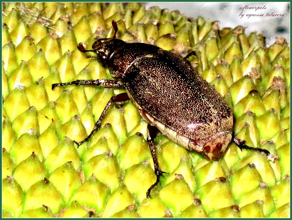 Salagubang, Chafer Beetle