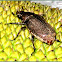 Salagubang, Chafer Beetle