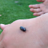 Pill bug