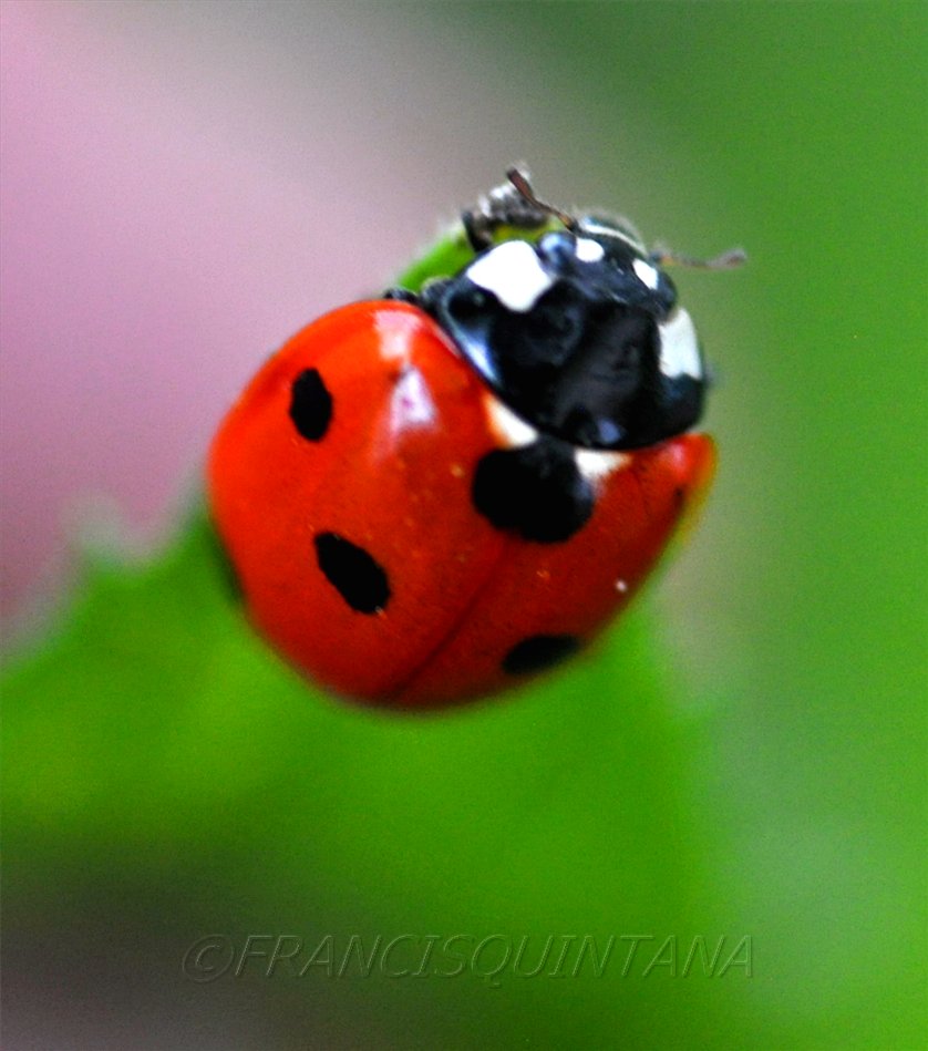 7-Spot Ladybird Beetle or "C-7"