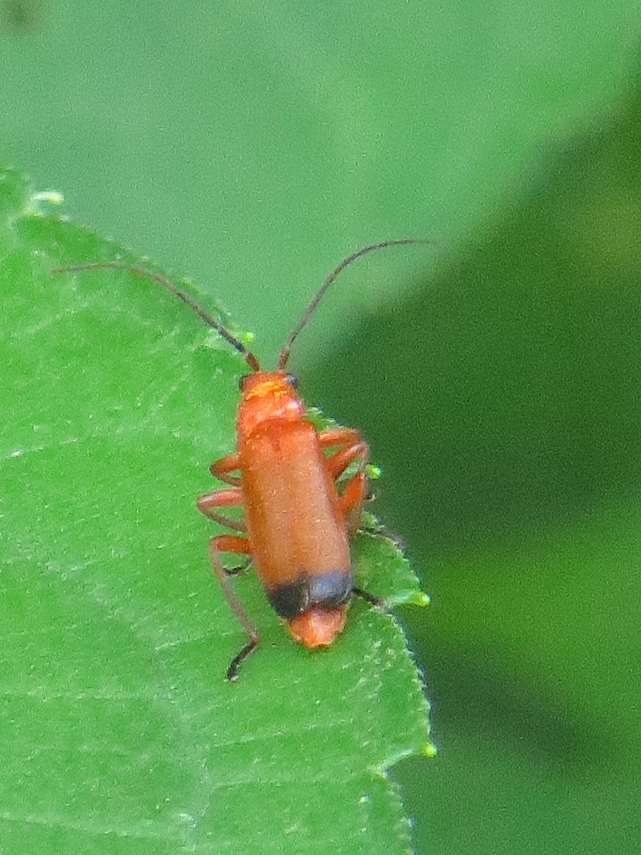 Common Red Soldier Beetle Project Noah