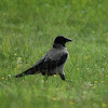 Hooded Crow