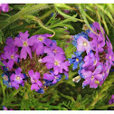 purple prarie verbena