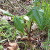 Jack-in-the-pulpit