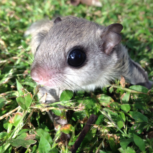 Southern Flying Squirrel Project Noah