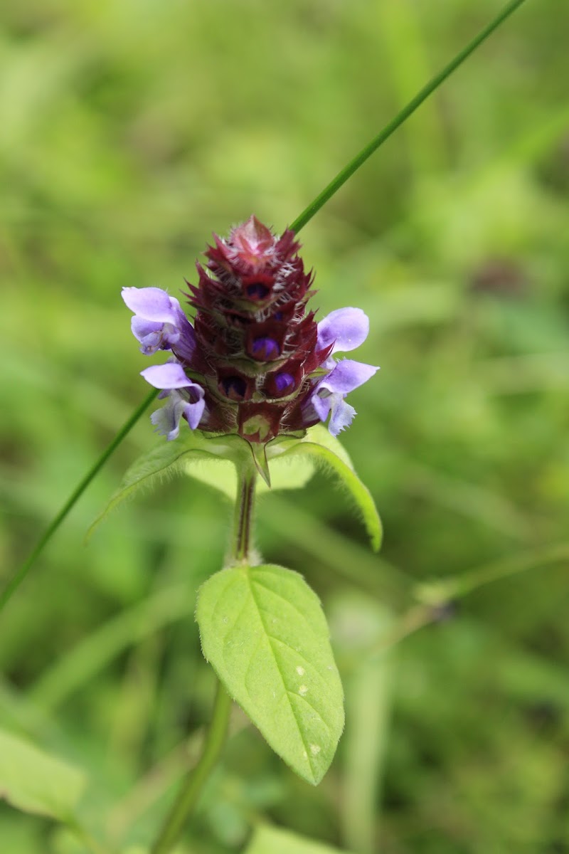 Common self-heal