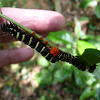 Pair of caterpillars