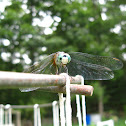 dragonfly (blue dasher) Pachydiplax longipennis