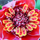 Torch Ginger