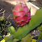 Dragon Fruit