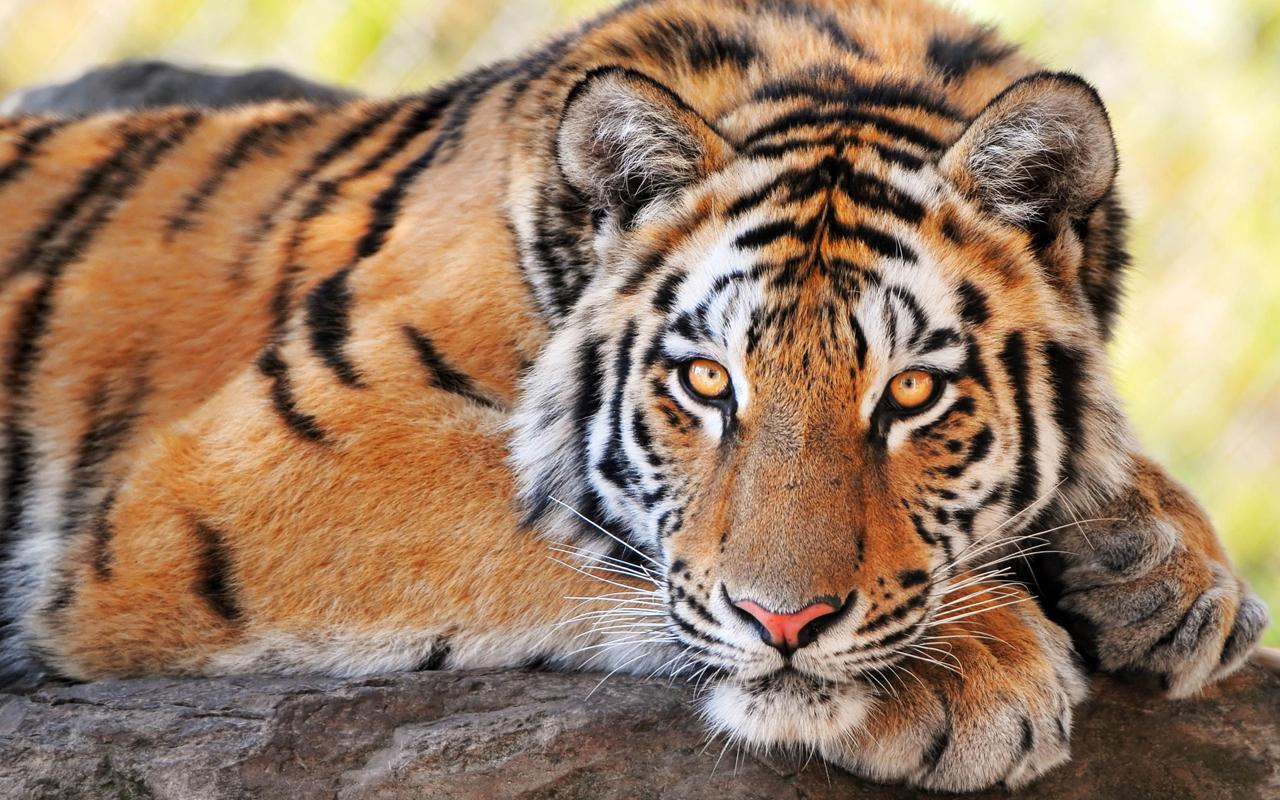 Tiiger Liikuvad Taustapildid – Android-rakendused teenuses Google Play