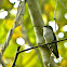 Ruby-throated Hummingbird