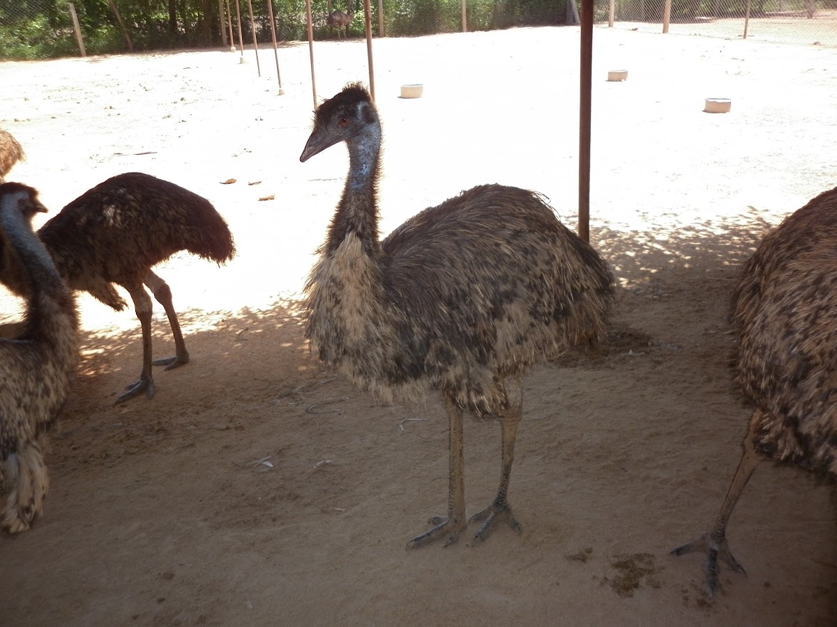 Emu Bird