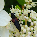 Red-shouldered Pine Borer