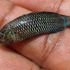 Dwarf Chameleon Fish