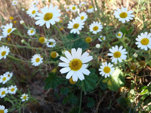 [P10008285.jpg]