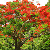 Flame Tree / Royal Poinciana / Flamboyant Tree