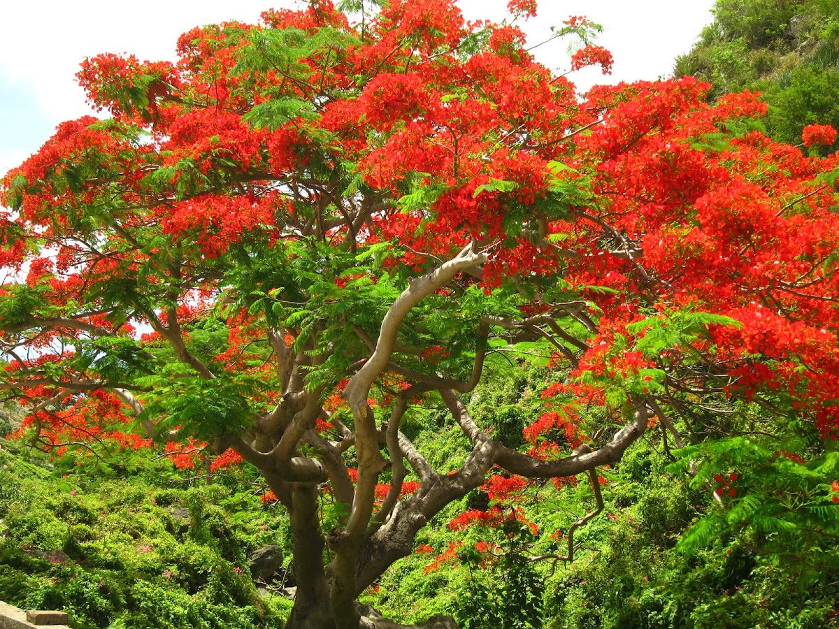 Flame Tree / Royal Poinciana / Flamboyant Tree
