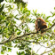 Howler Monkey