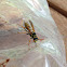 Paper wasp