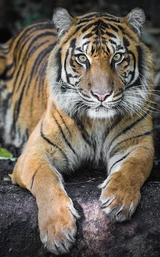 Tiger Live Wallpaper