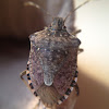 Stink Bug