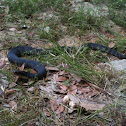 Water moccasin