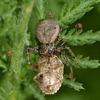 Xysticus sp.