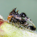 Thorny treehopper