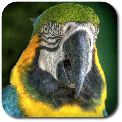 Parrot Voice Changer Full Ver.