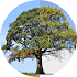 Animated Weather LWP Trial2.6