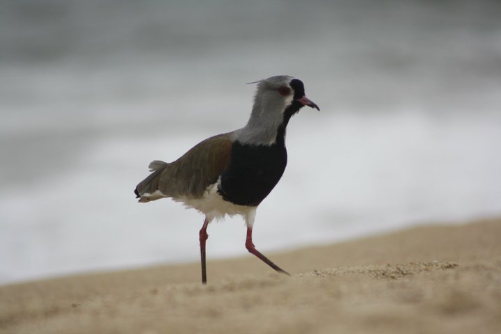 Queltehue / Southern Lapwing