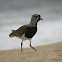 Queltehue / Southern Lapwing